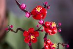 لگو بوتانیکال 10369 گل شکوفه آلو Plum Blossom - Image 10