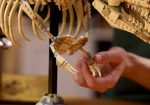 لگو دنیای ژوراسیک 76968 فسیل دایناسور: تیرانوسوروس رکس Dinosaur Fossils: Tyrannosaurus rex - Image 10